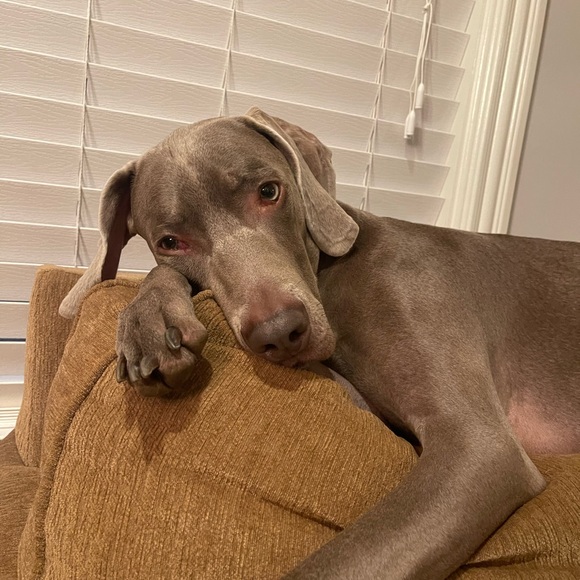 Meet your Posher, Alexis - Picture 1 of 1